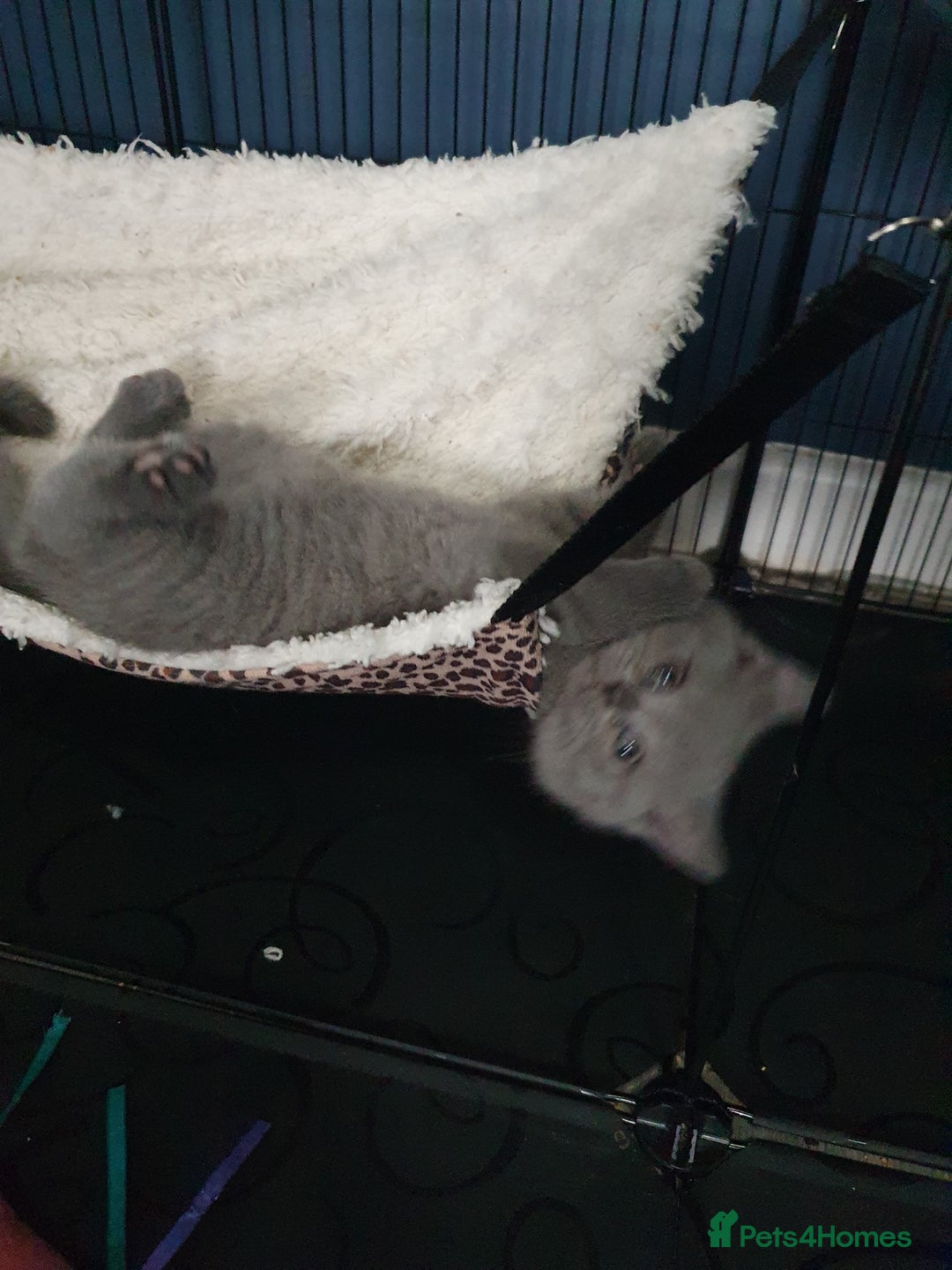 British Shorthair cats for sale: British shorthair kittens *LAST KITTEN* - Advert 9