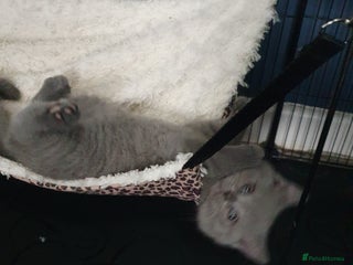 British Shorthair cats British shorthair kittens *LAST KITTEN* - Advert 3