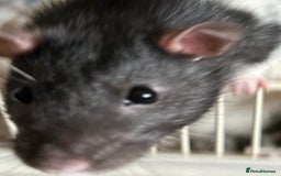 Rat rodents for sale: 3 males rats and cage  - Image 5