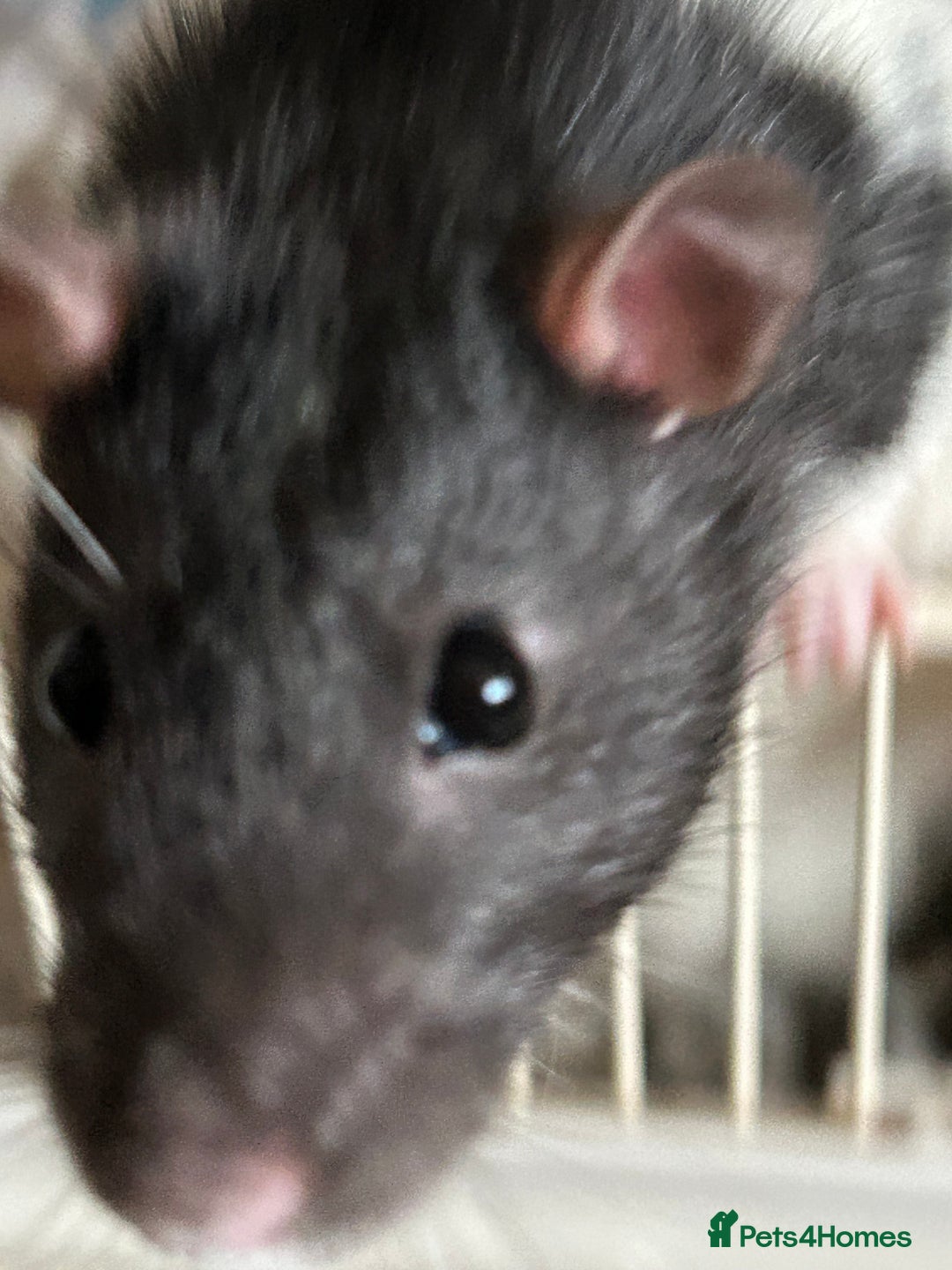 Rat rodents for sale: 3 males rats and cage  - Image 5
