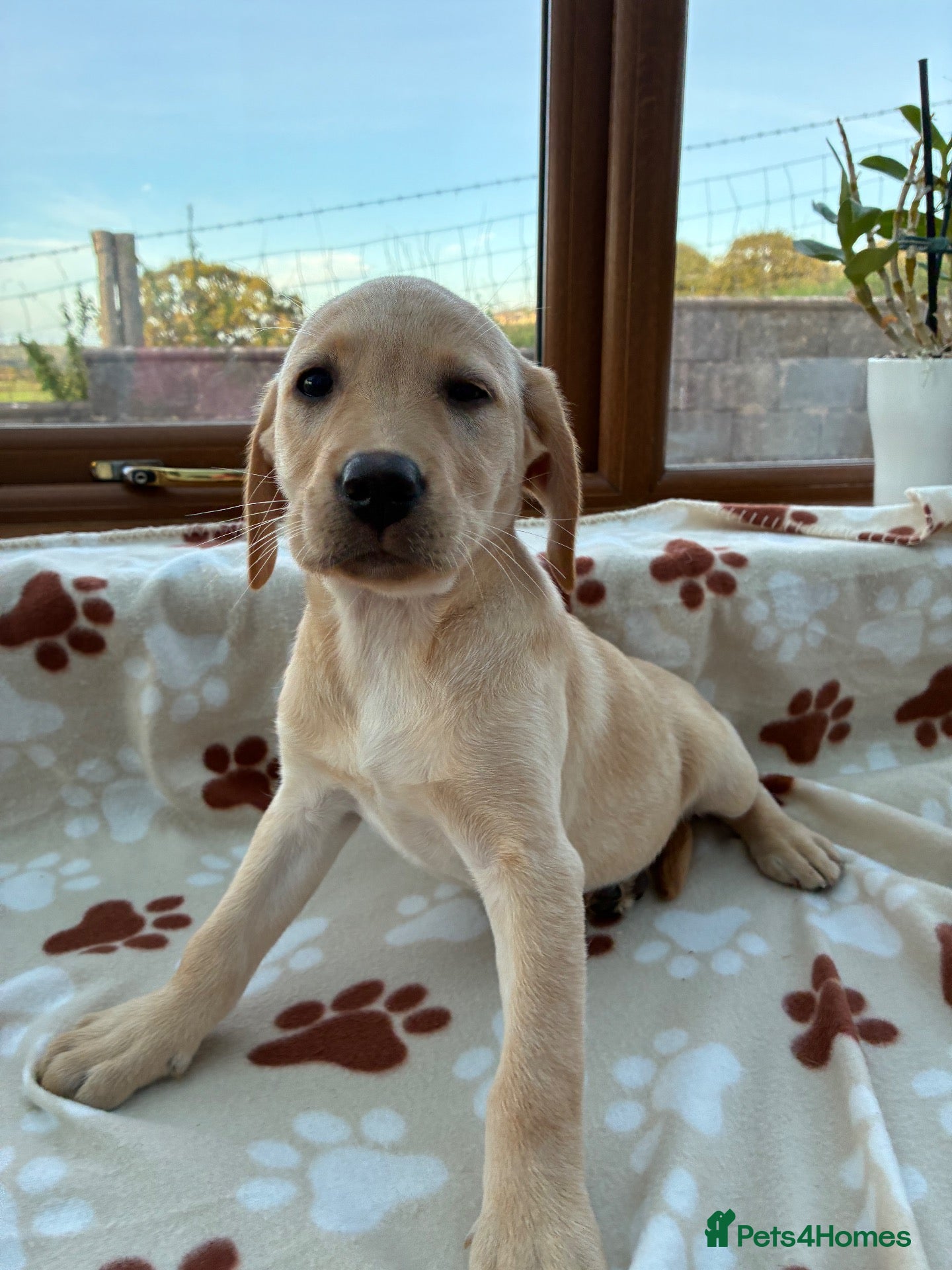 Labrador Retriever dogs KC Labrador Puppies Available  - Advert 5