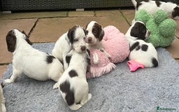 English Springer Spaniel dogs for sale: Oustanding DNA KC working Springer Spaniel pups - Image 12