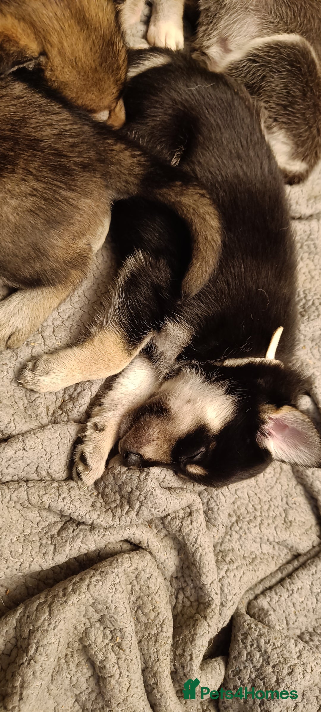 Shepsky dogs for sale: 9x Gorgeous Shepsky Puppies available 31/01 - Advert 24