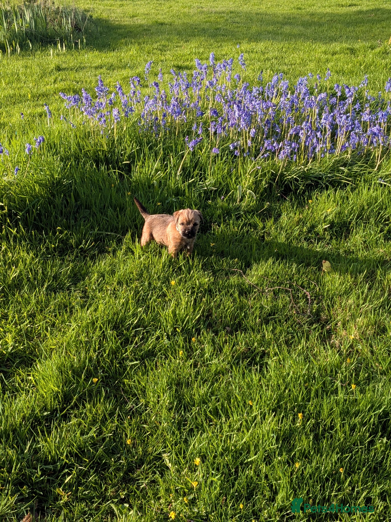 Border Terrier dogs One Beautiful boy left after being let down  - Advert 2