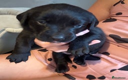Labrador Retriever dogs for sale: Black labradors  - Image 19