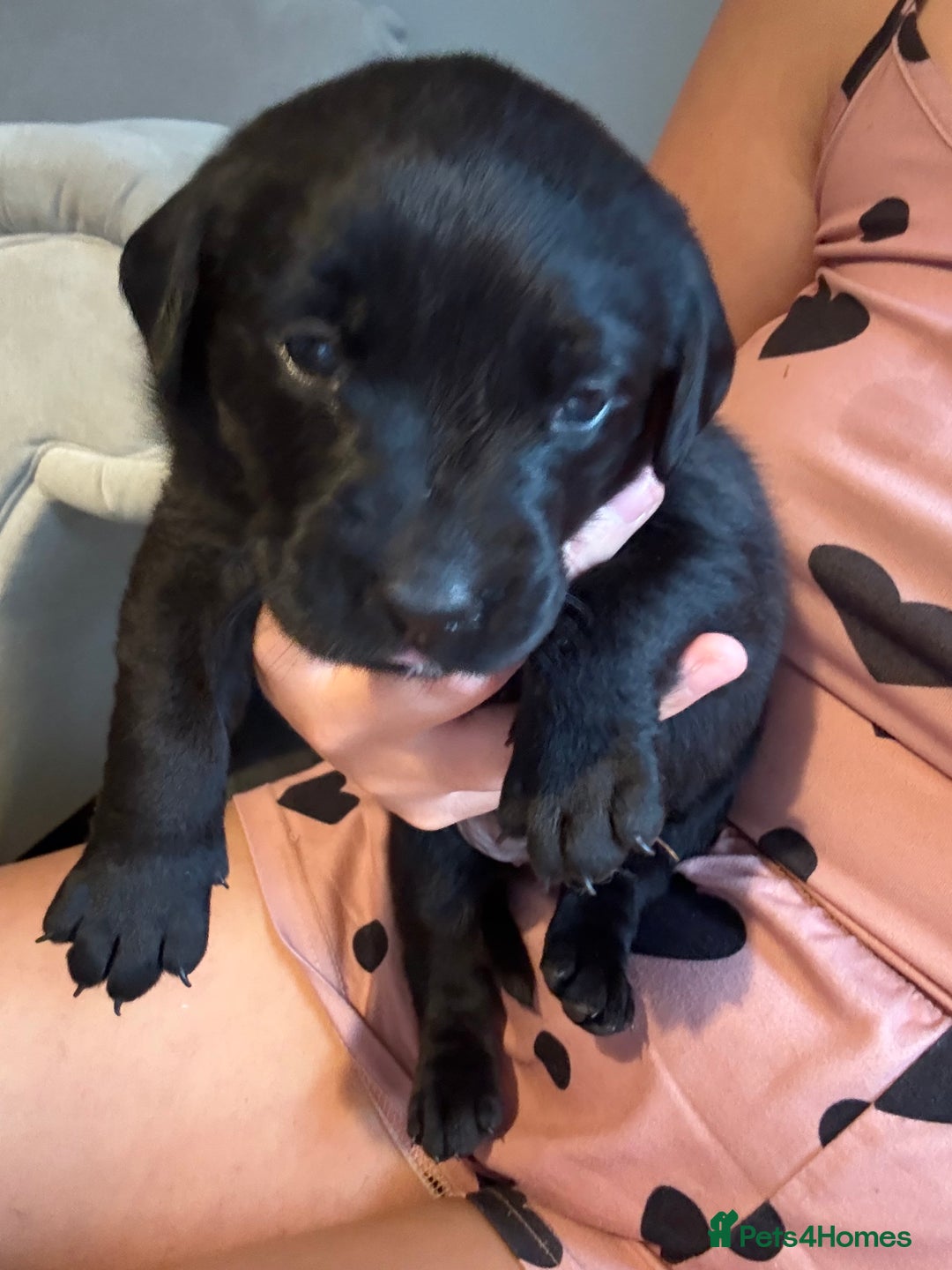 Labrador Retriever dogs for sale: Black labradors  - Image 19