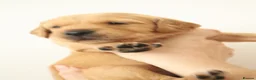 Golden Retriever dogs for sale: Beautiful litter working line golden retrievers in Sheffield - Advert 11