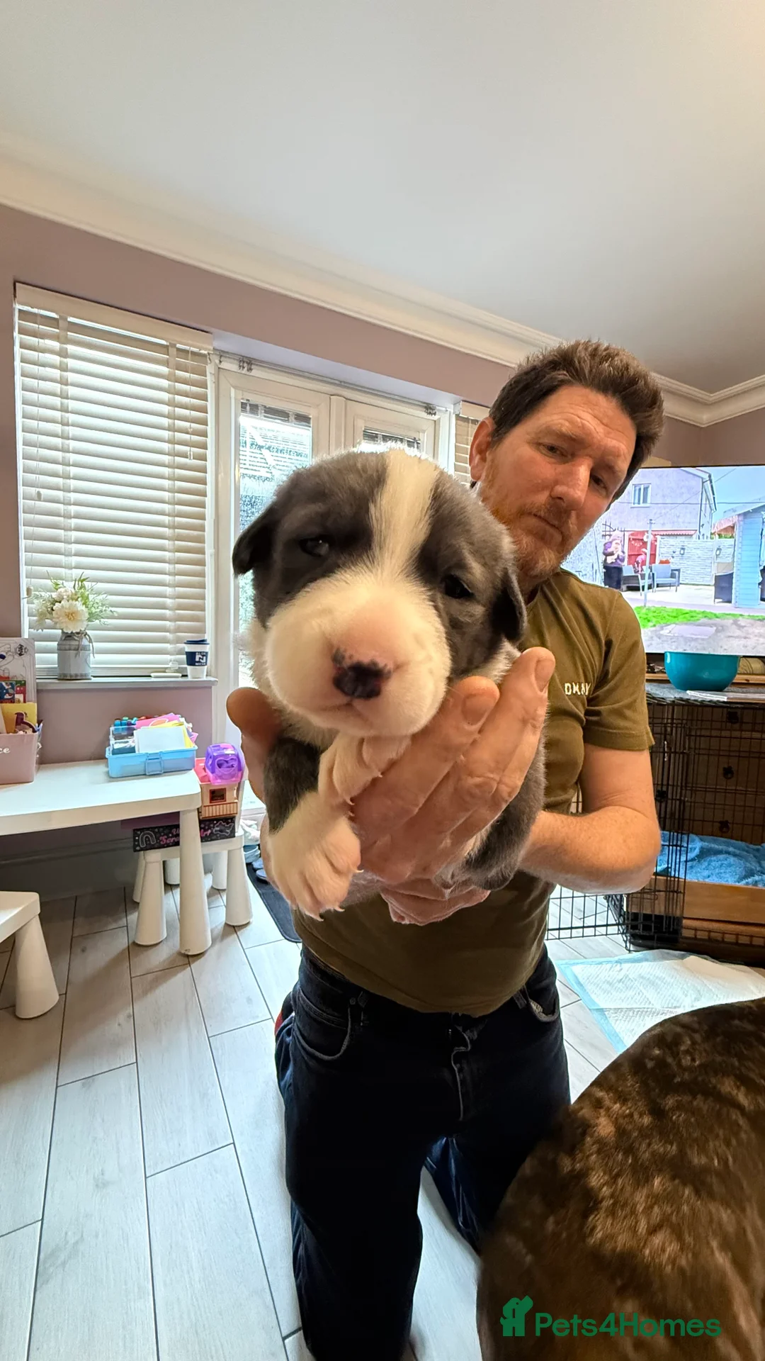 German Shepherd dogs for sale: German shepherd x Puppies - Advert 2