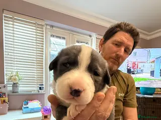 German Shepherd dogs German shepherd x Puppies - Advert 2