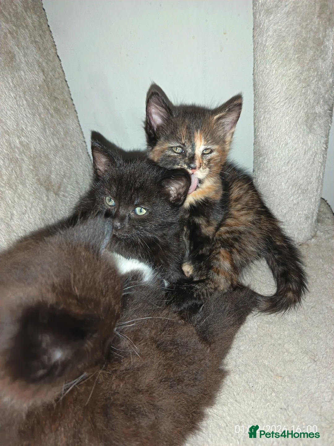 Mixed Breed cats for sale: Tortieshell female kitten - Advert 6