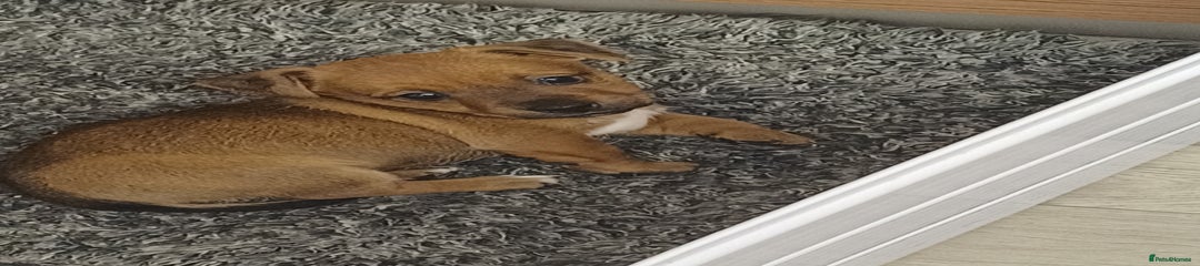 Mixed Breed Puppy 1