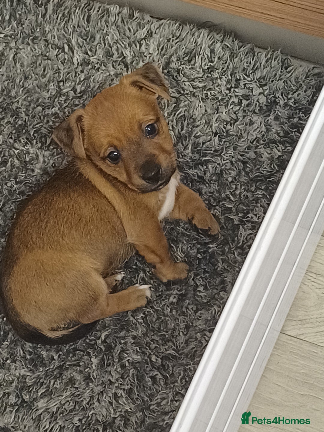 Mixed Breed dogs for sale: Jack Russell/ dachshund  - Image 3