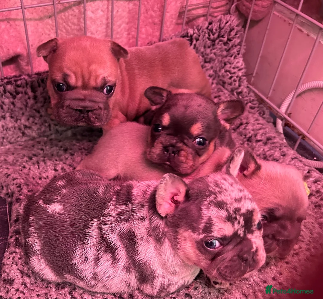 French Bulldog dogs for sale: Big rope  French bulldog puppies  - Advert 15