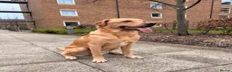 Labrador Retriever dogs for sale: 3 year old Labrador retriever  in London - Advert 8