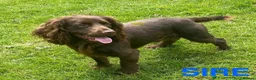 Cocker Spaniel dogs for sale: READY NOW Working (type) Cocker Spaniels KC Reg - Advert 12