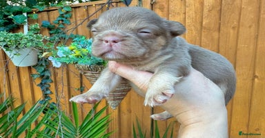 French Bulldog dogs - Advert 8