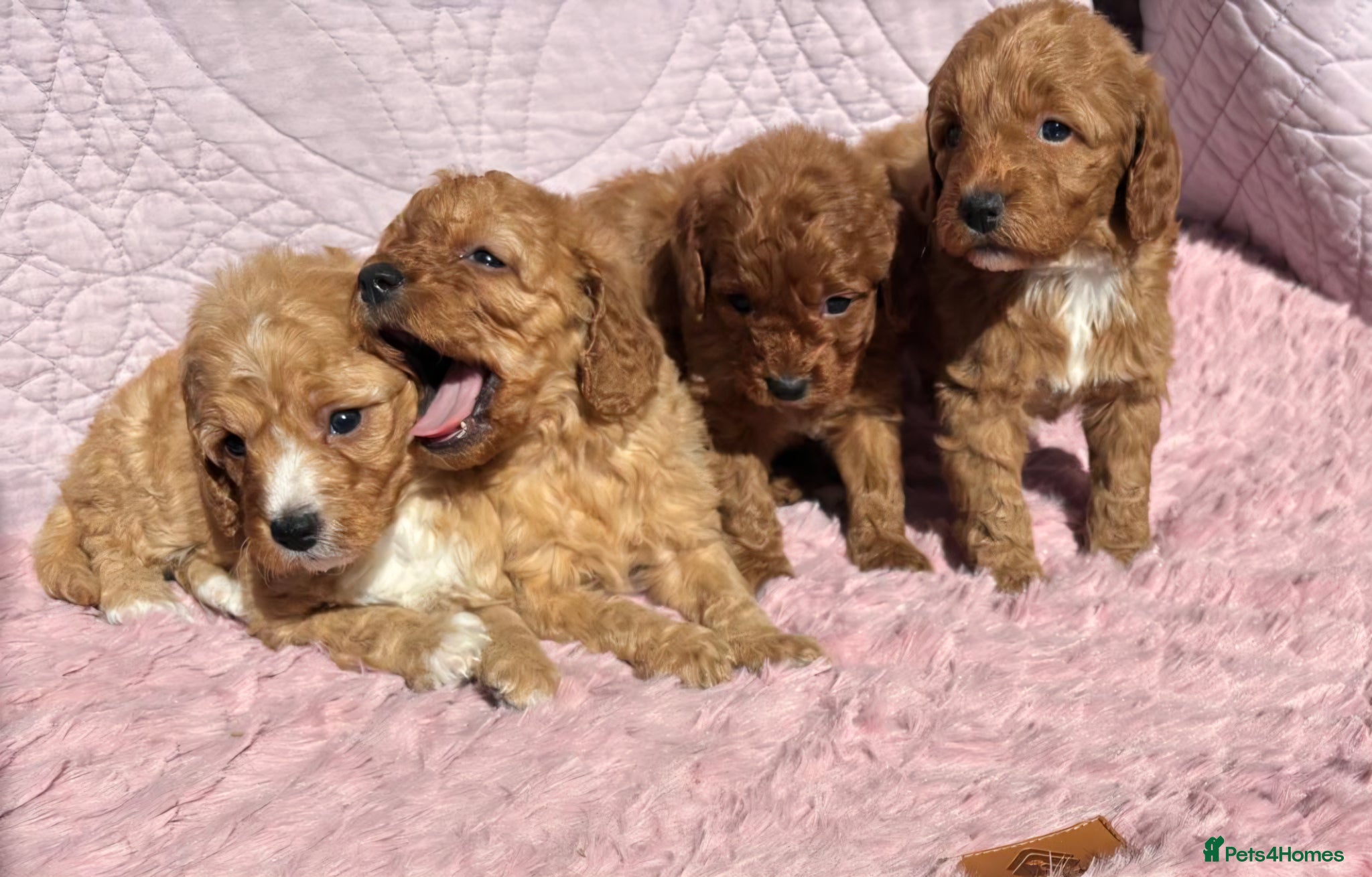 Cockapoo dogs Beautiful health clear Cockapoo's - Advert 1
