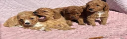 Cockapoo dogs for sale: Beautiful health clear Cockapoo's in Staines - Advert 4