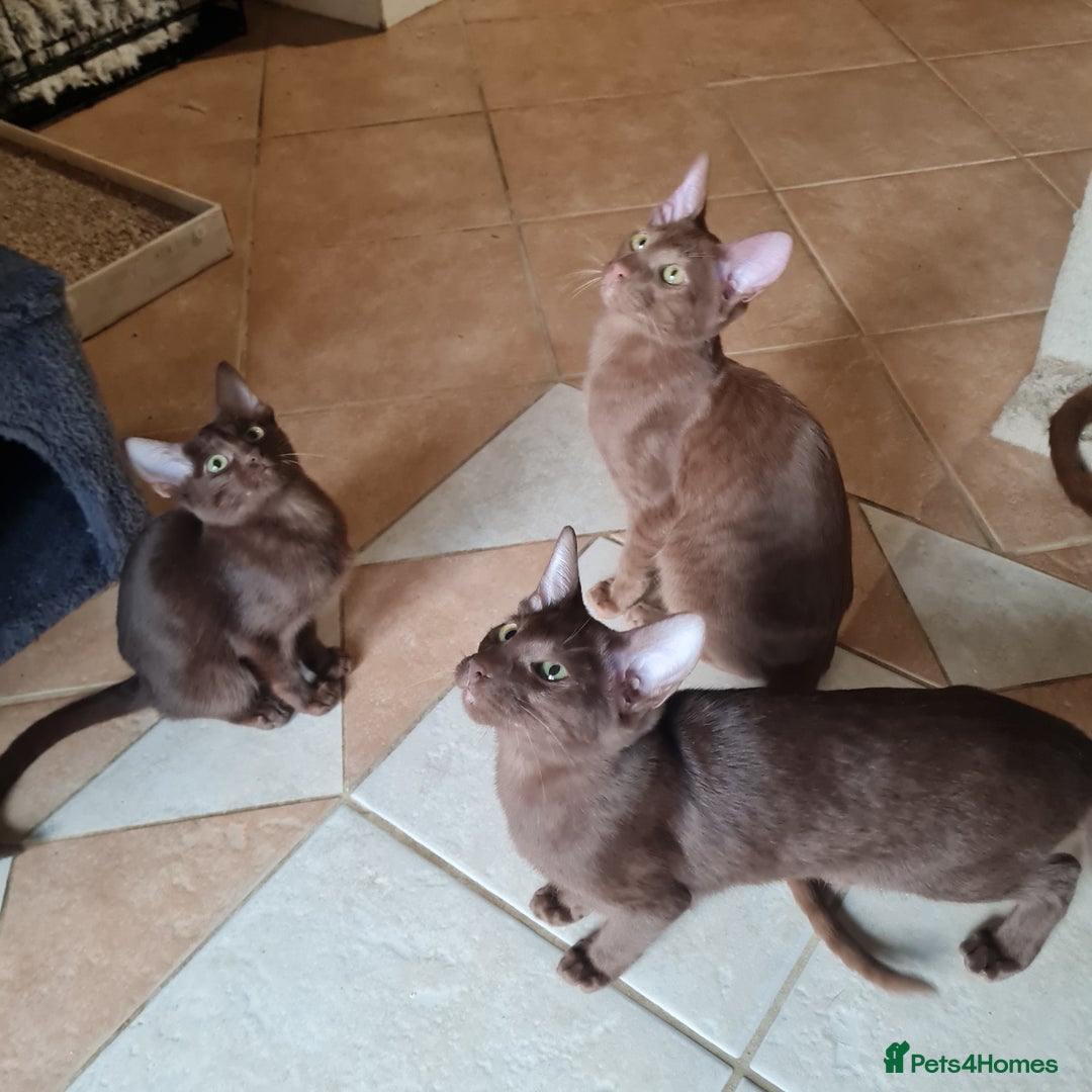 Suffolk cats for sale: Wonderful 5th generation home reared Suffolks - Advert 5