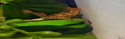 Gecko reptiles for sale: Crested geckos for sale🦎 - Advert 4