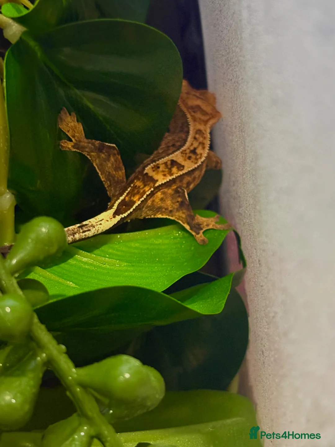 Gecko reptiles for sale: Crested geckos for sale🦎 - Advert 4
