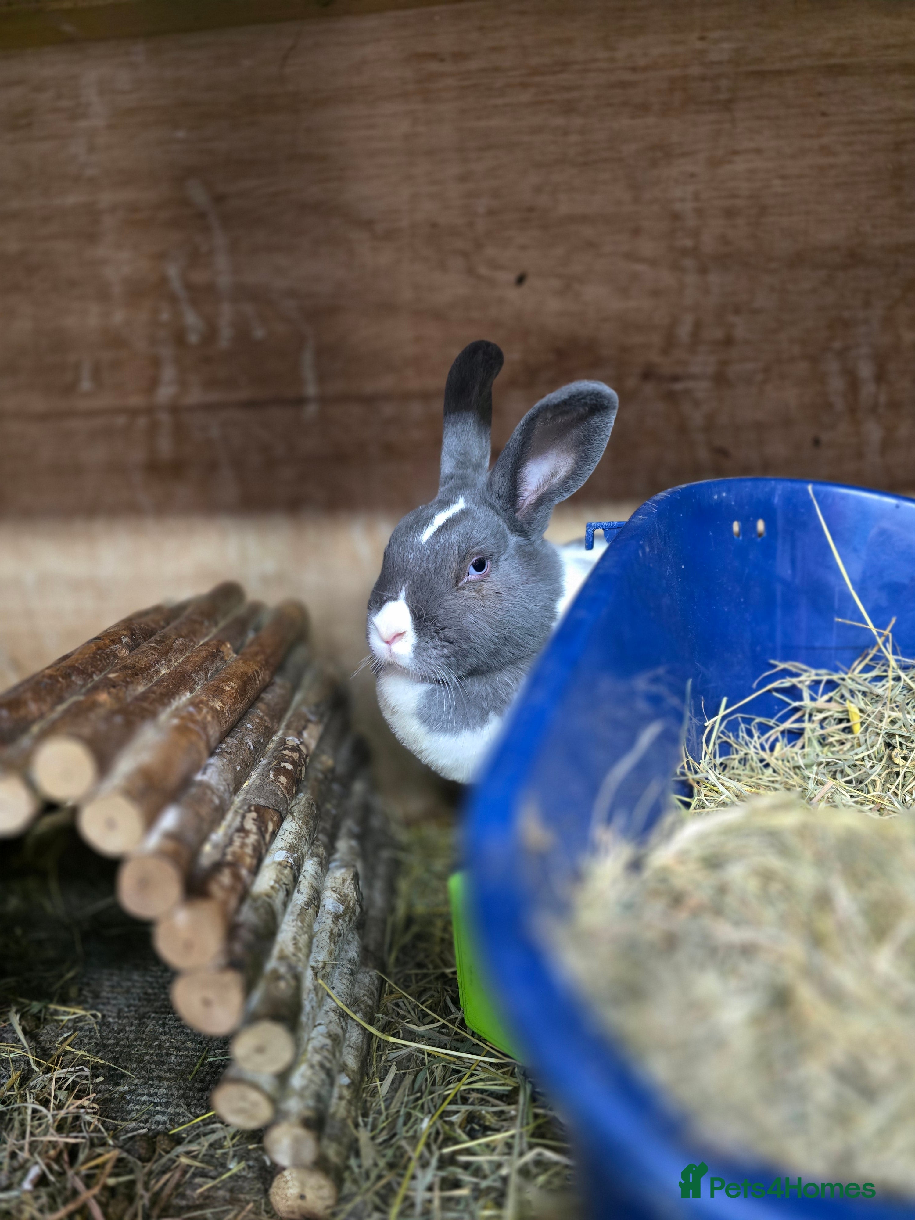 Dutch rabbits Dutch female rabbit rescue 8 months old vaccinated - Advert 10