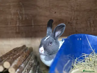 Dutch rabbits Dutch female rabbit rescue 8 months old vaccinated - Advert 10
