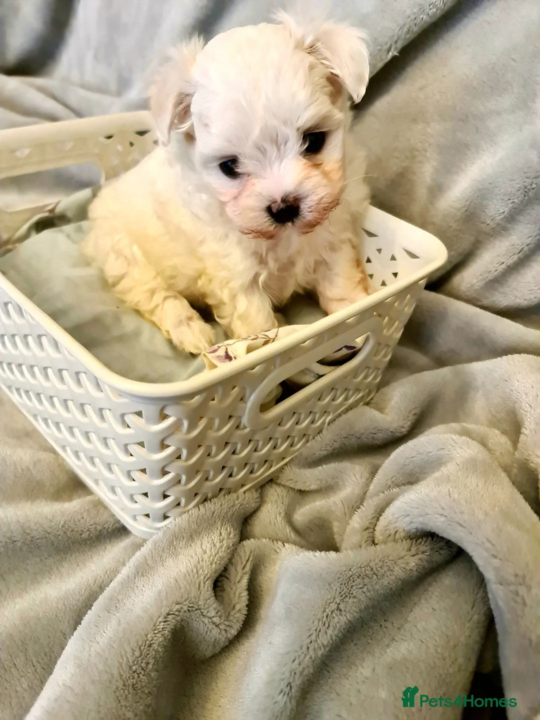 Maltese dogs for sale: Korean Maltese  in Bootle - Advert 11