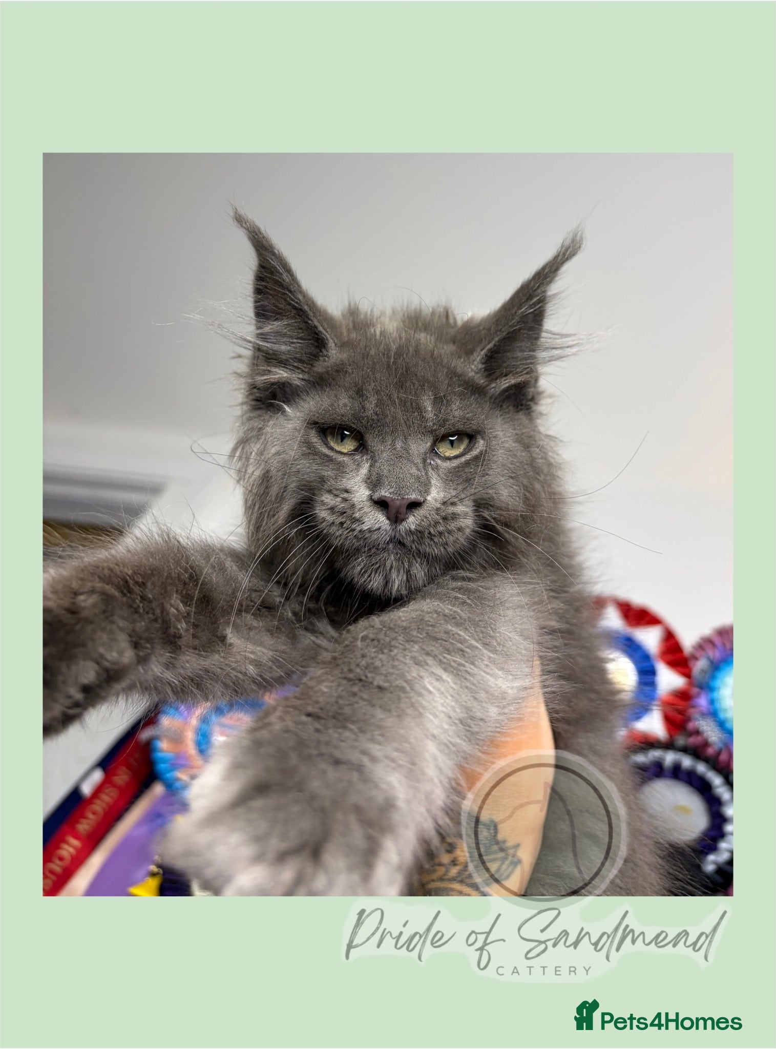 Maine Coon cats Family Raised Russian Maine Coons  - Advert 1