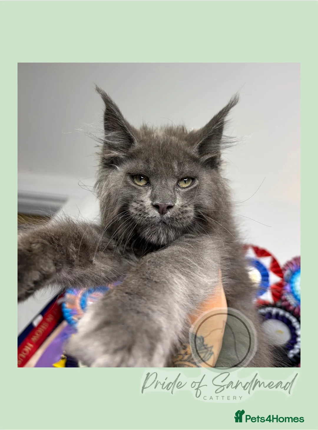 Maine Coon cats for sale: Family Raised Russian Maine Coons  - Advert 1