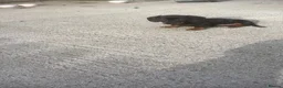 Miniature Dachshund dogs for sale: Miniature Dachshund  in Dungannon - Advert 10