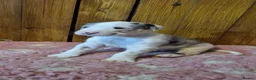 Great Dane dogs for sale: Beautiful KC Registered Great Danes Puppies - Advert 10