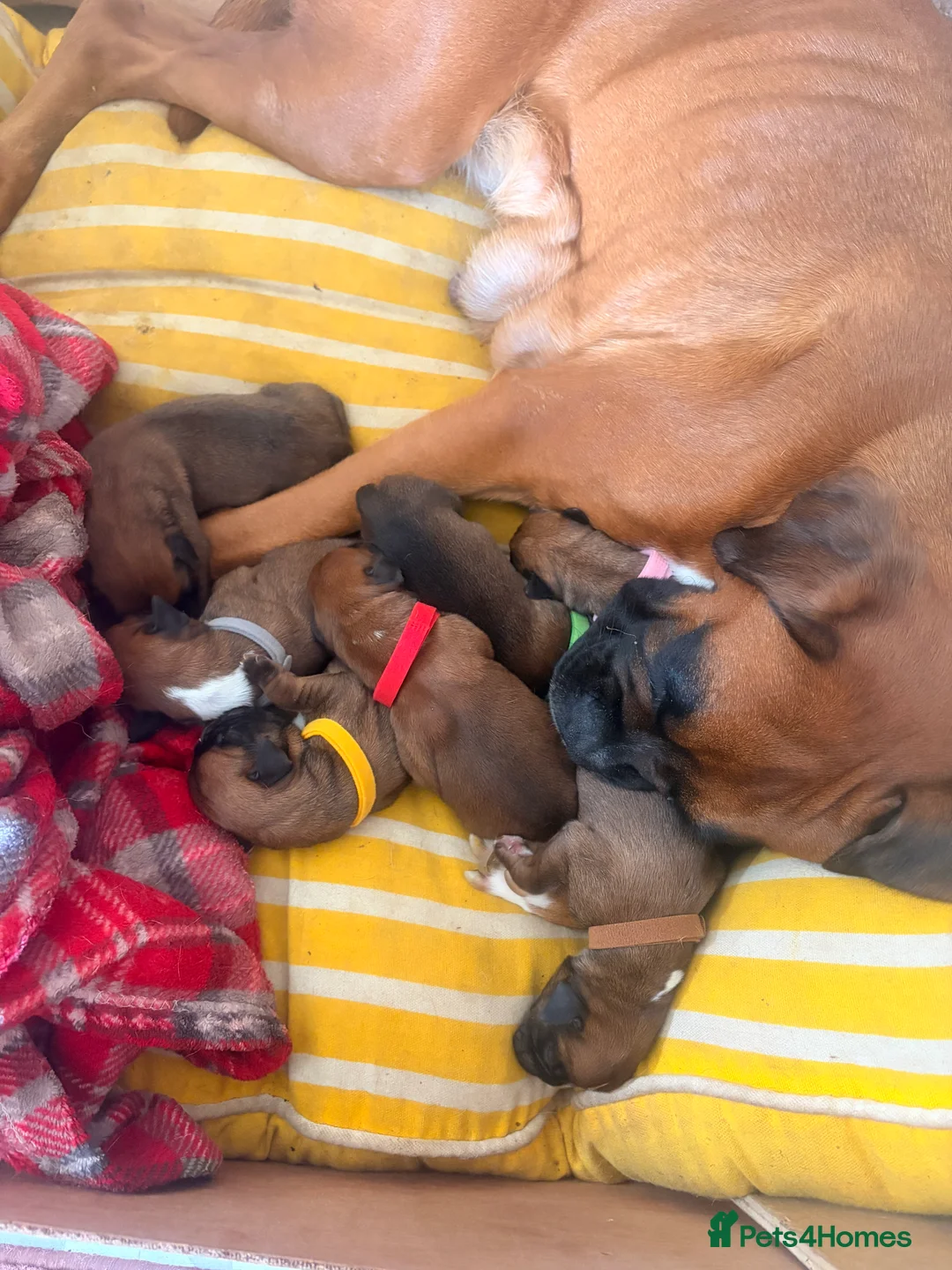 Boxer dogs for sale: Beautiful chunky boxer puppies in Tredegar - Advert 2