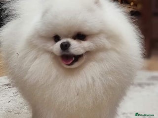 Pomeranian dogs for sale - Advert 1