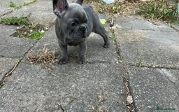 French Bulldog dogs for sale: French bulldog pups  - Image 4