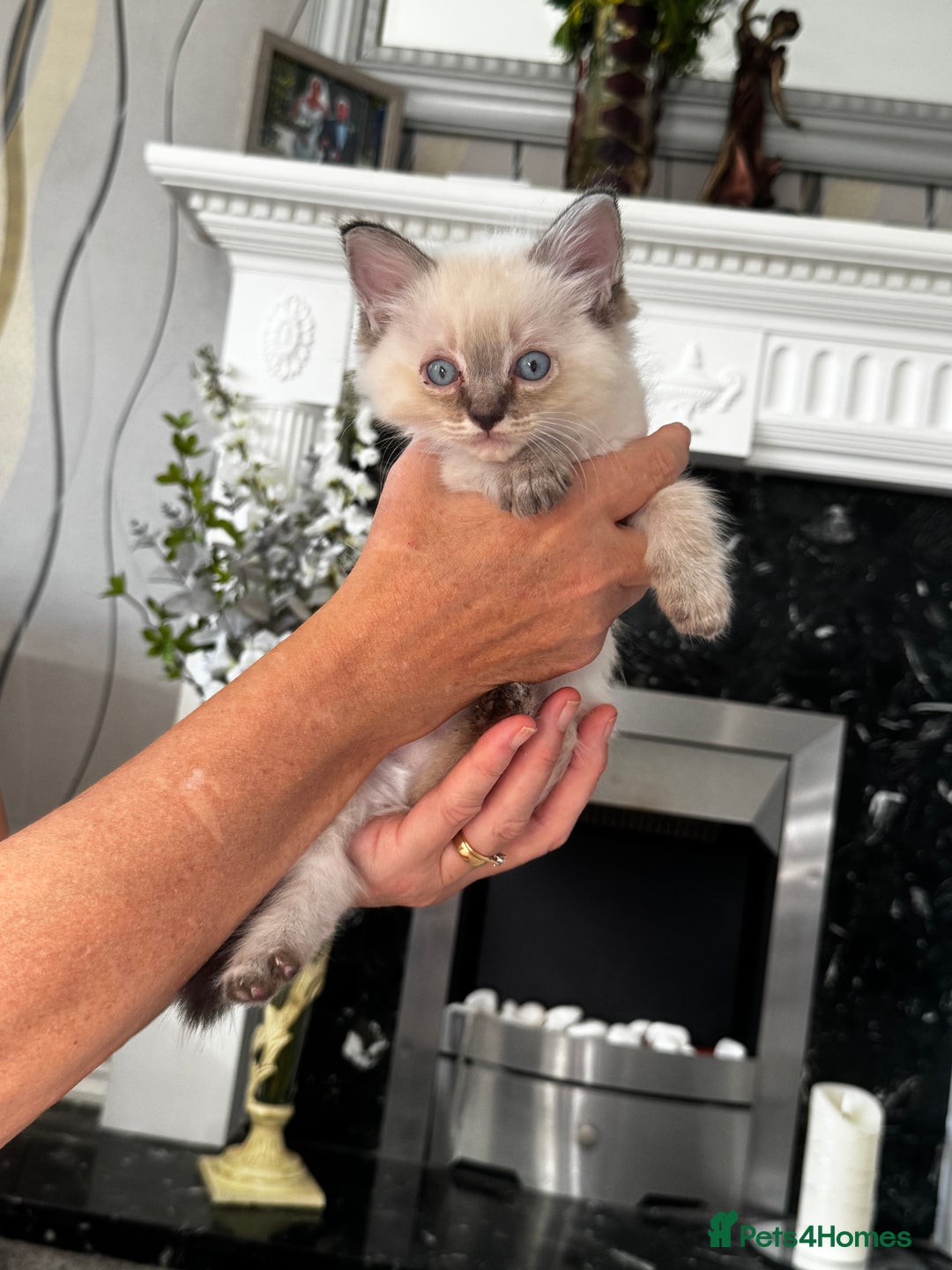 Ragdoll cats for sale: 7 Beautiful Pure Ragdolls for sale - Image 12