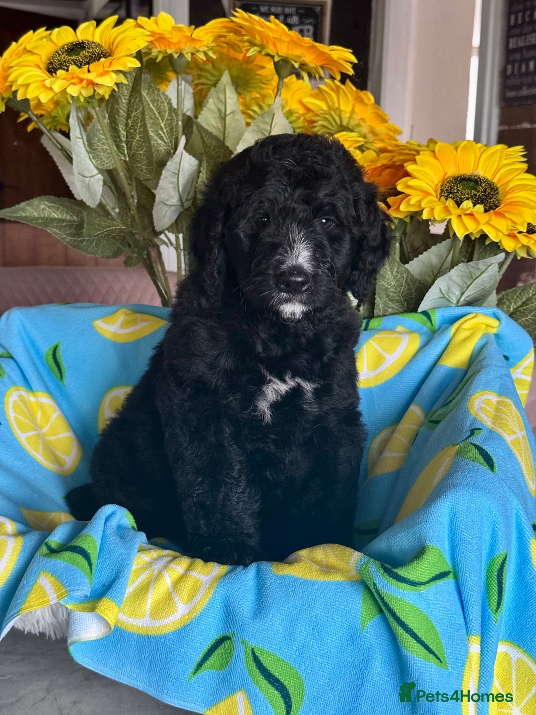 Bernedoodle dogs for sale: 1 boy left gorgeous f1 medium bernedoodle puppies  in Market Drayton - Image 2
