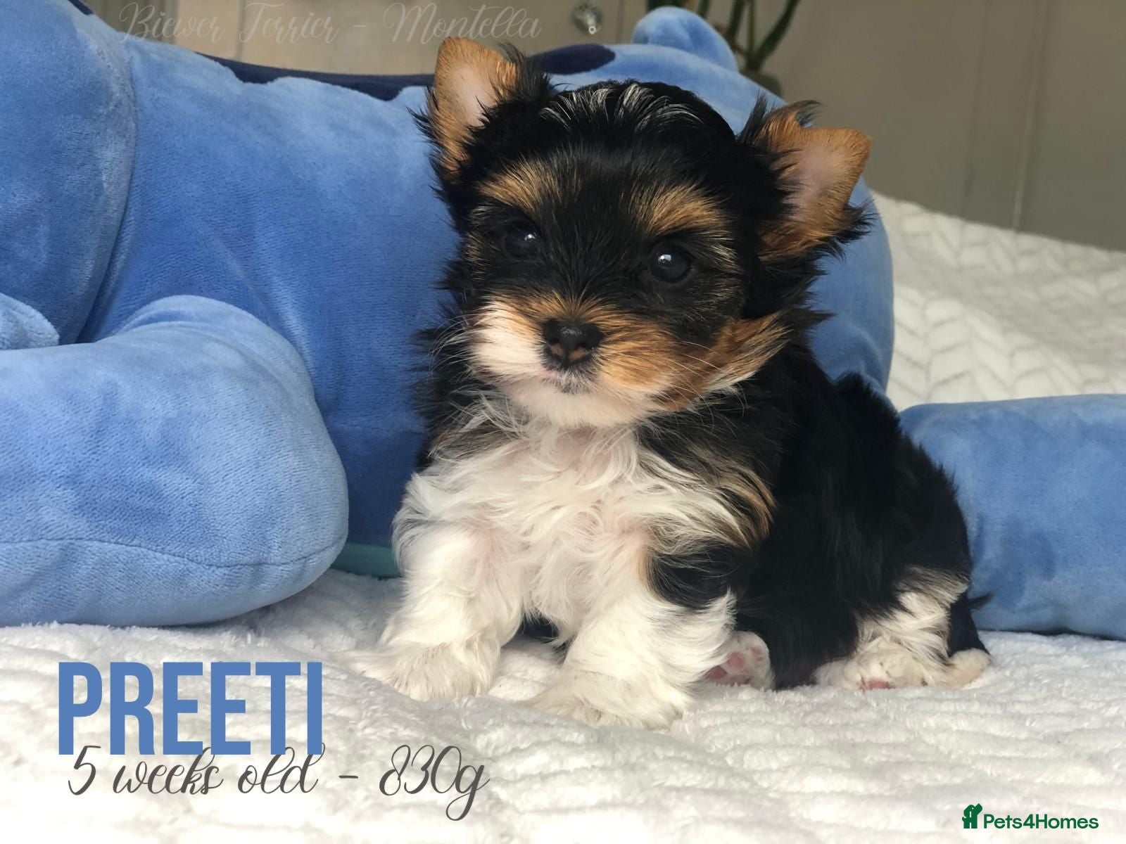 Yorkshire Terrier dogs One Gorgeous Girl Biewer Terrier LEFT! - Advert 1