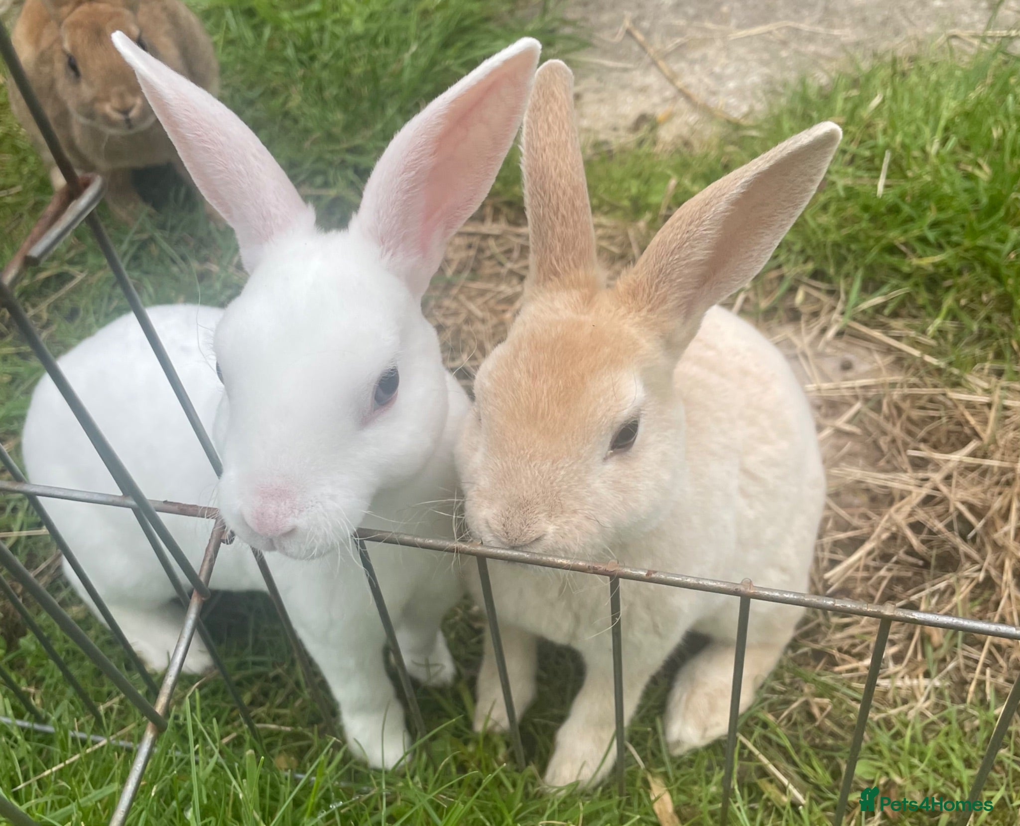 Rex rabbits 💖Pure bred mini Rex💖 - Advert 1