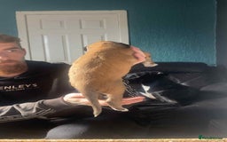 Mixed Breed dogs for sale: 3 tan girls remaining  - Image 14