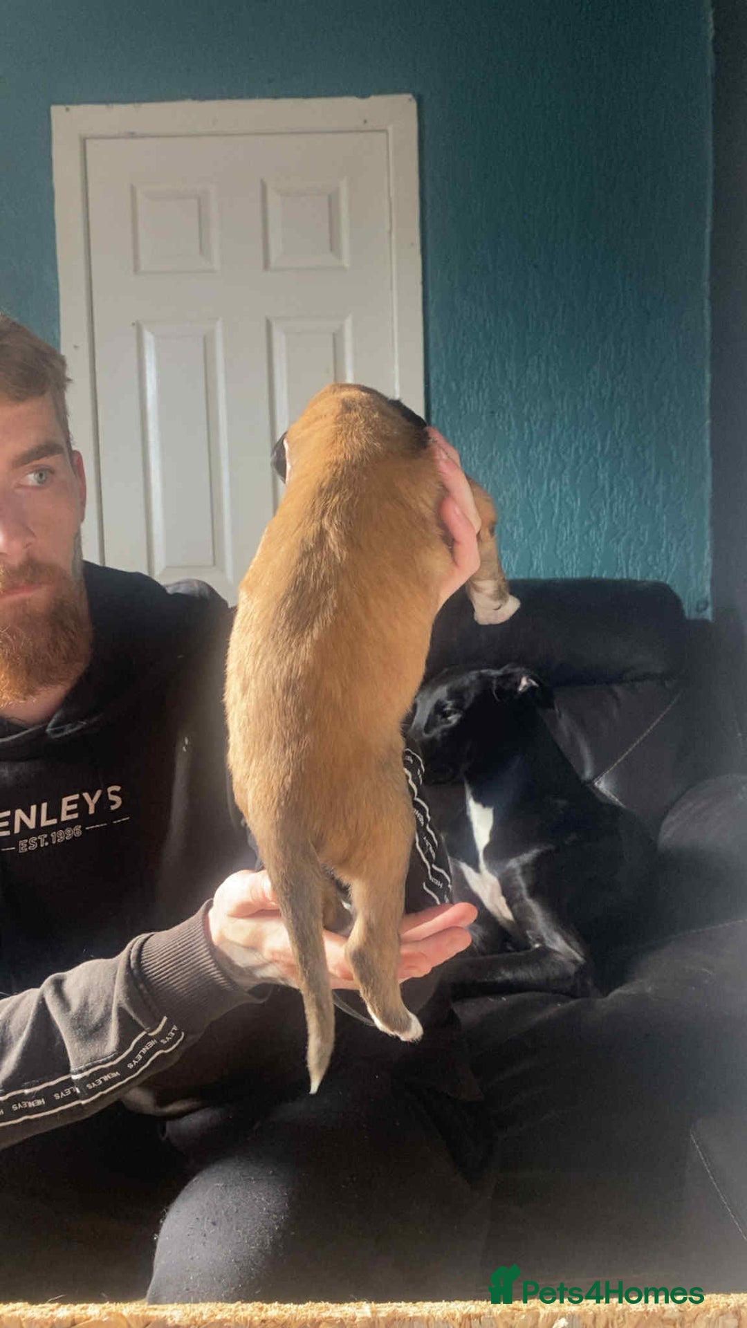 Mixed Breed dogs for sale: 3 tan girls remaining  - Image 14
