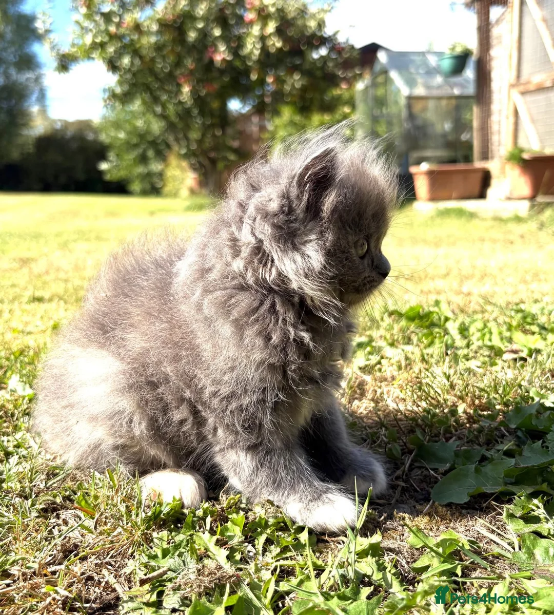 Ragdoll cats for sale: Ragdoll / exotic  - Advert 24