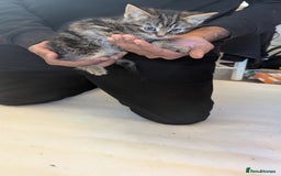 Mixed Breed cats for sale: Kittens for sale - Image 7