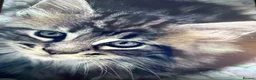Maine Coon cats for sale: Stunning mission kittens  in Nuneaton - Advert 11