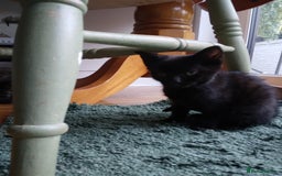 Mixed Breed cats for sale: Ragdoll cross kittens - Image 5