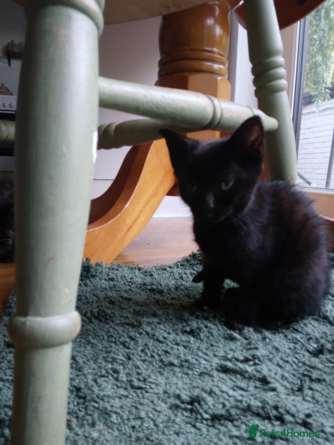 Mixed Breed cats for sale: Ragdoll cross kittens - Image 5