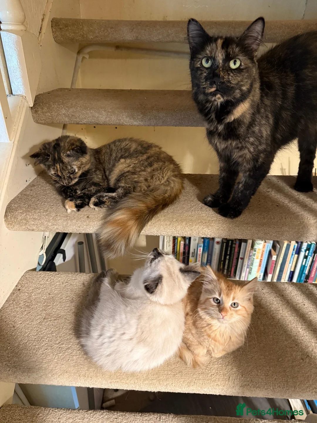 Munchkin cats for sale: 3 Gorgeous Munchkin Norwegian Forest X Kits - Advert 2