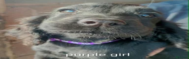 Cocker Spaniel purple girl