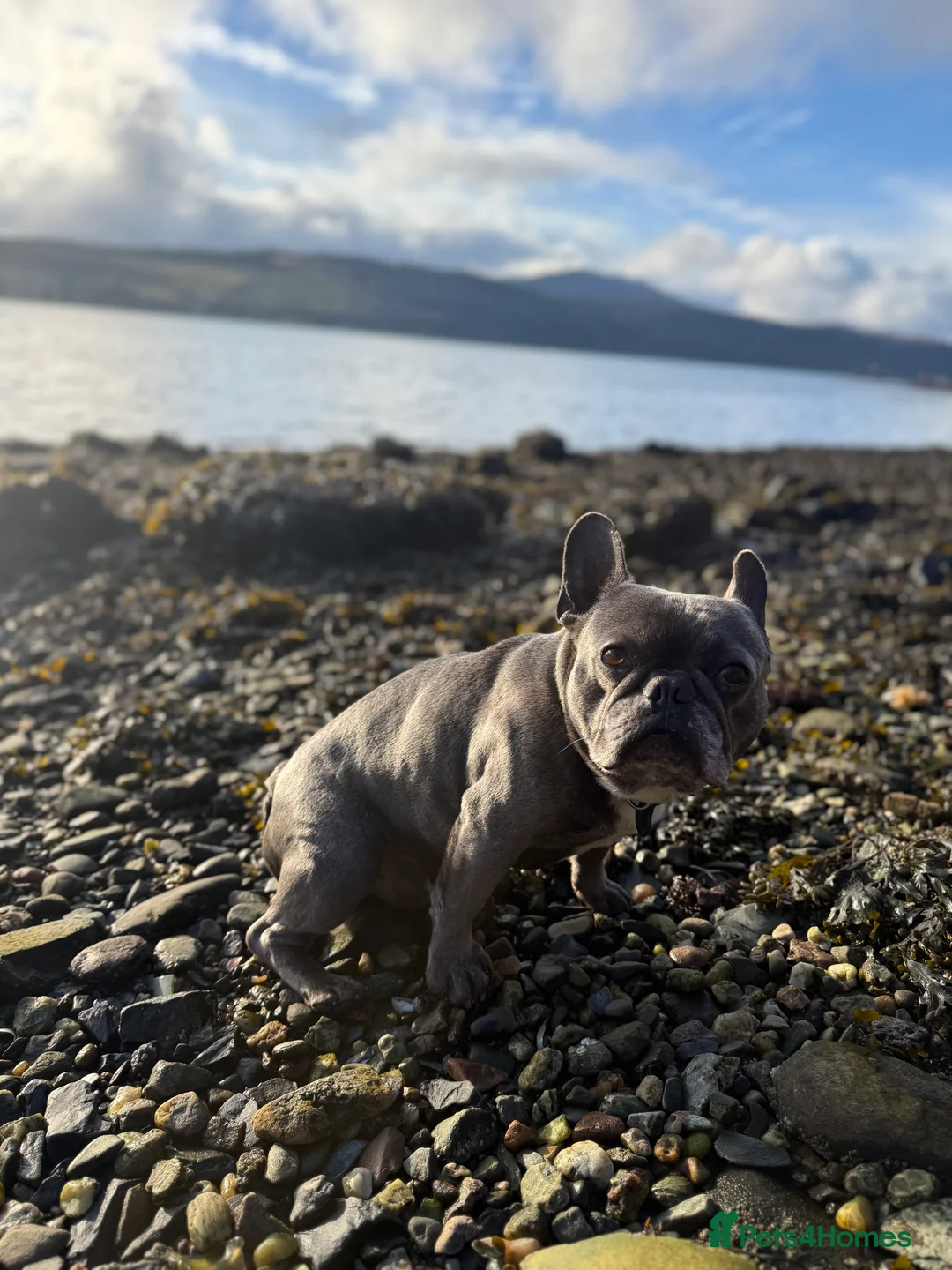 French Bulldog dogs for sale: Two frenchies available - Advert 3