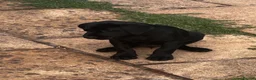 Labrador Retriever dogs for sale: 6th Generation KC Pedigree Labrador Retriever  - Advert 11